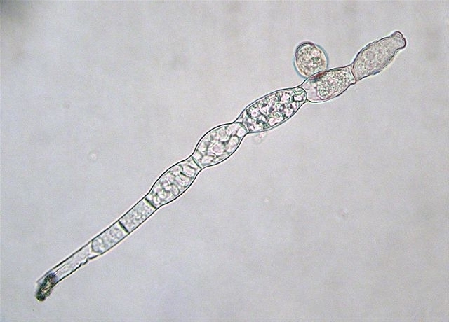 Microscopio didattico..aiuto!